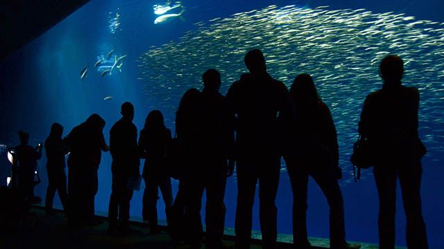 people looking at fish in an aquarium
