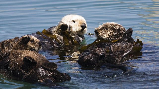 three otters in the Monterey Bay