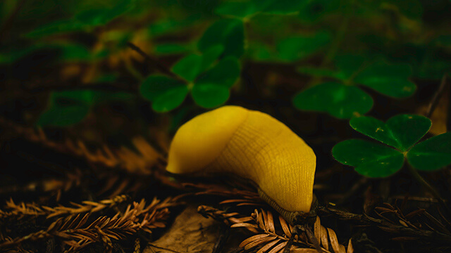 a bright yellow banana slug lays on top of fallen foliage in a forest