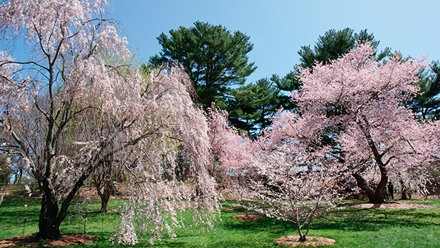 trees with pale pink blooms at Boston's Arnold Arboretum
