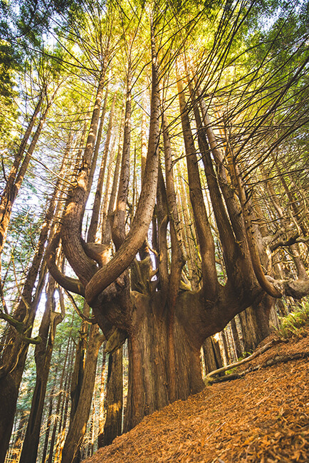 The trunk of a huge tree splits off into multiple branches surrounded by redwoods with the light pouring in from the sky