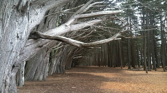 cypress trees in Montara
