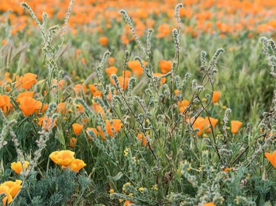 field of california poppies