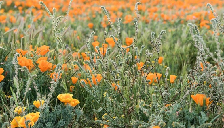 field of california poppies