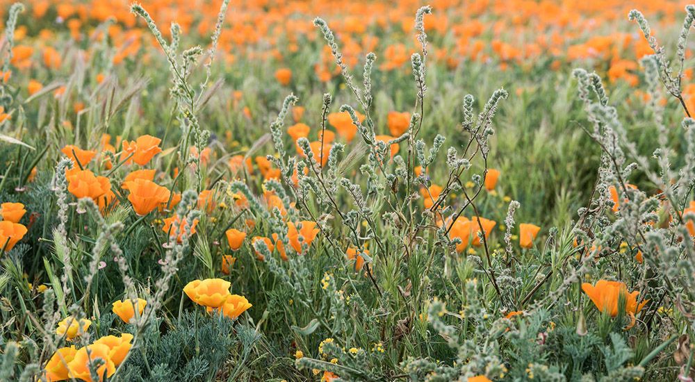 Where to See California Wildflowers This Spring, Visit California