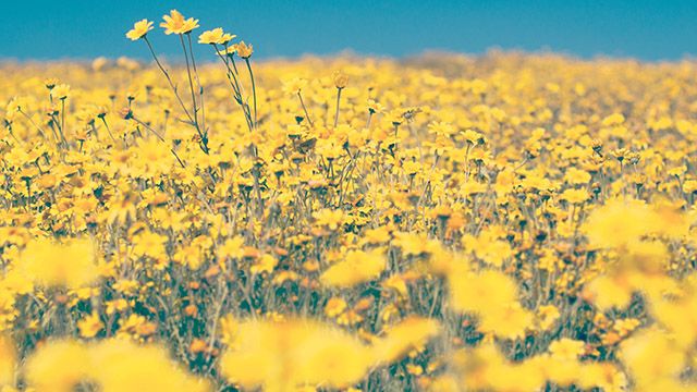 field of yellow flowers