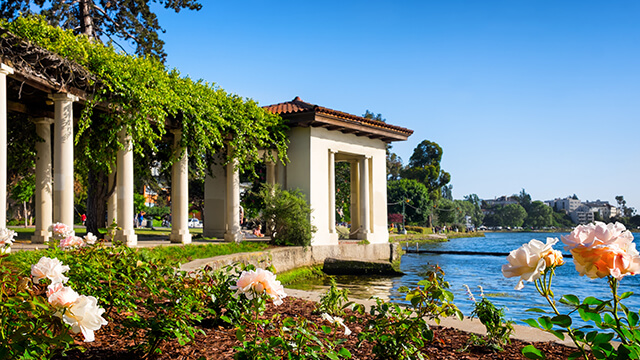 roses and greenery on a sunny day at Oakland's Lake Merritt