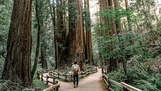 Muir Woods