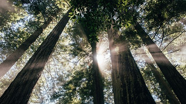 Butano State Park 