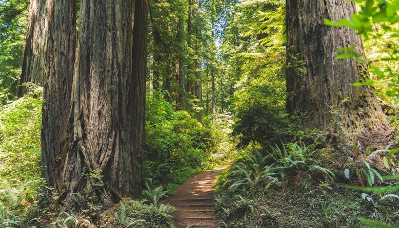 California redwoods