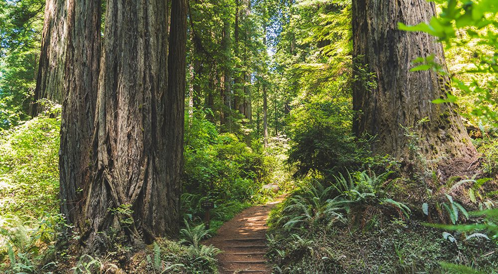 visit northern california redwoods