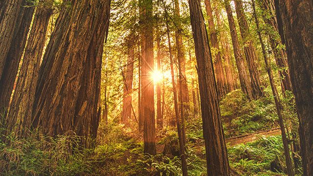 sunset in the California redwoods