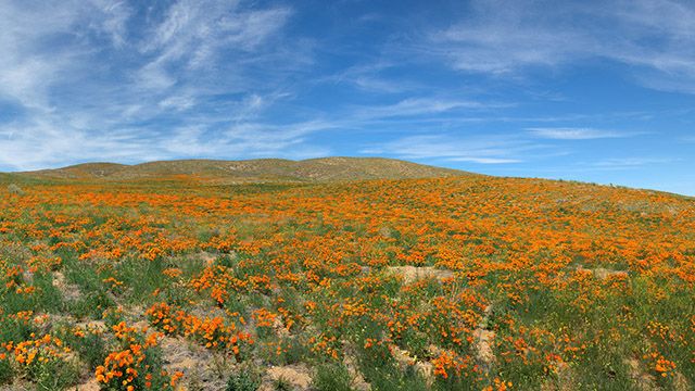 Field of California poppies at Antelope Valley California Poppy Reserve