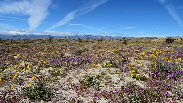 spring flowers at Anza Borrego Desert State Park