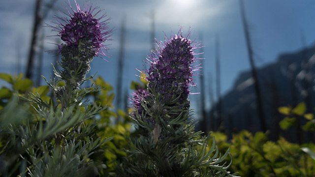 Close up of a flower at East Glacier National Park in Montana