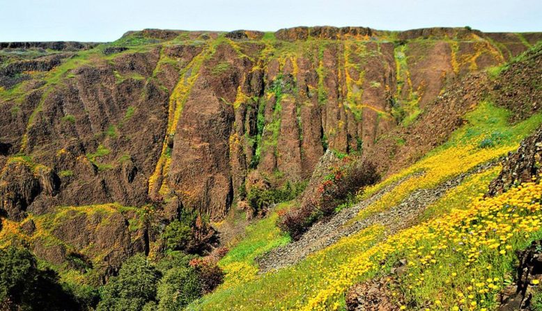 Wildflowers and cliffs at North Table Ecological reserve near sacramento