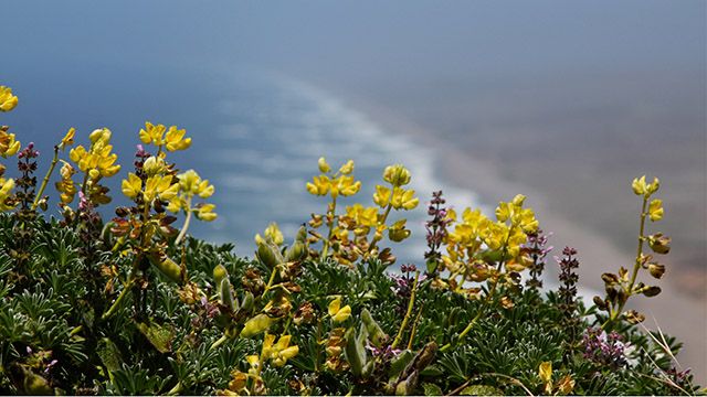 Wildflowers near the ocean at Point Reyes National Seashore