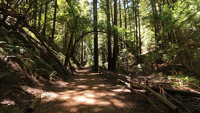 A trail on Redwood Regional Park