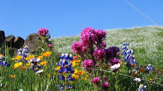 Flowers at North Table Mountain Ecological Reserve