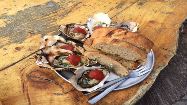 Oysters in Point Reyes