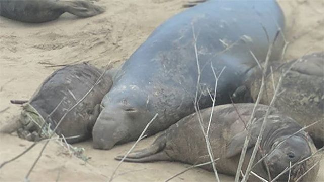 elephant seals at ano nuevo state park