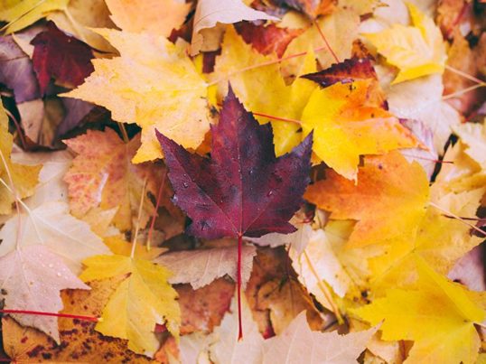 Autumn leaves