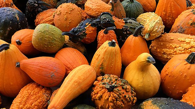 yellow and orange fall squash