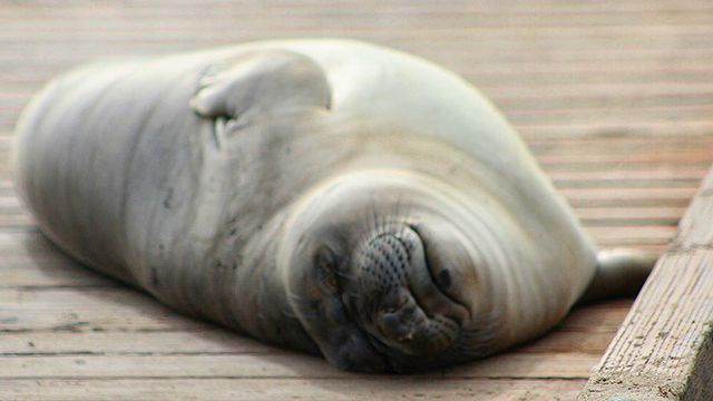 a harbor seal