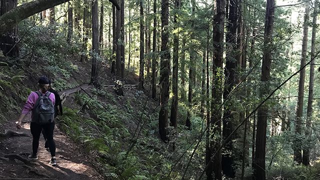 woman hiking through the redwoods