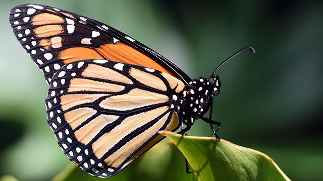a monarch butterfly