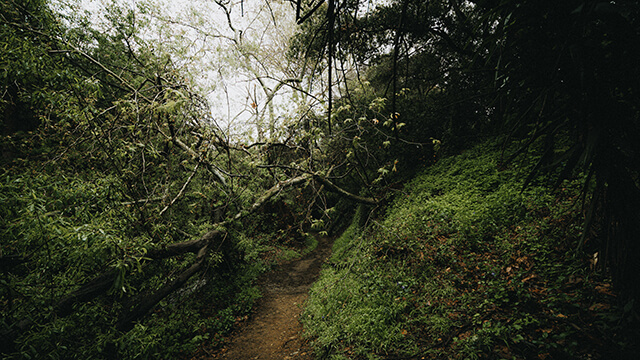 HI Los Angeles Santa Monica hostel guests can hike paths like this one with dense tree cover on either side in Temescal Canyon on one of the hostel's free guided walking tours