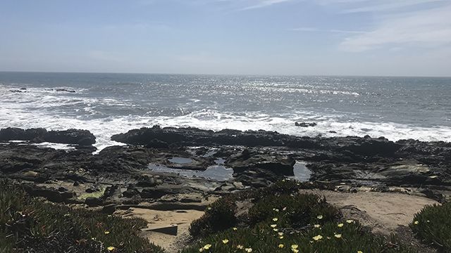 tide pools near Pigeon Point Lighthouse