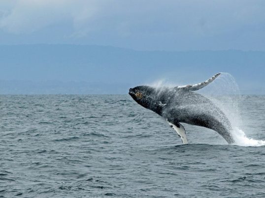 a whale jumping