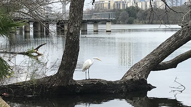 a view of ladybird lake in Austin