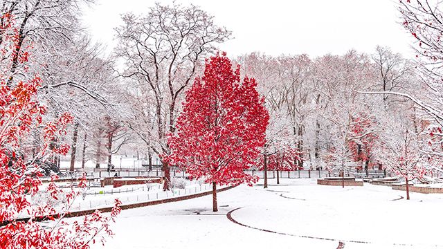 NYC's central park in the snow