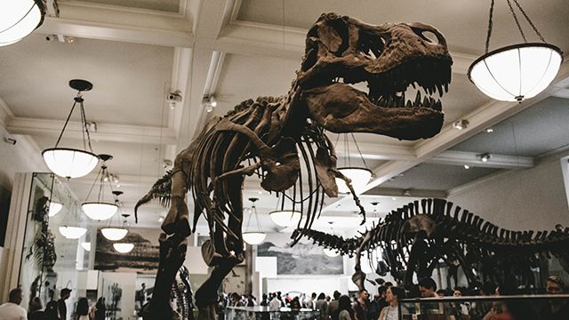 a dinosaur skeleton at NYC's American Museum of Natural History