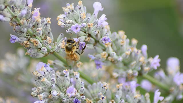 a bee on a lavender flower