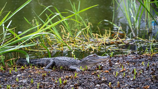 an alligator sits in a swamp surrounded by tall grasses