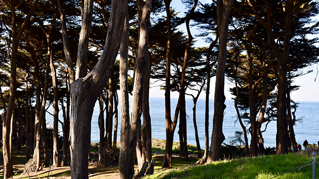 monterey cypress trees overlooking the water on the Lands' End trail in San Francisco