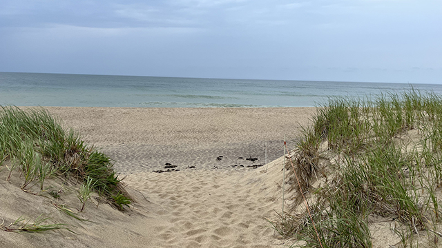 a sandy pathway surrounded by beach grass leads to turquoise ocean water