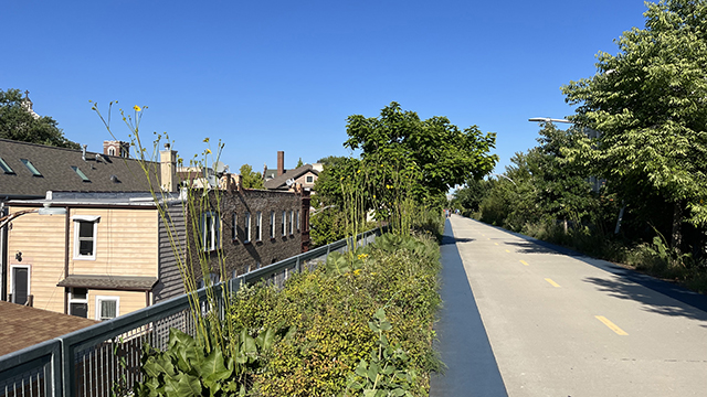 a sunny day on Chicago's Bloomingdale trail with a wide, smooth path for walking and biking surrounded by trees and shrubs