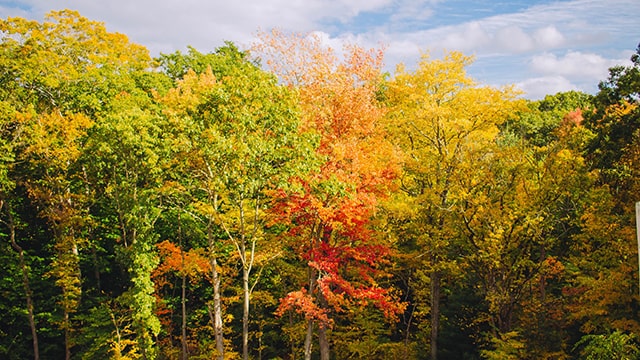 red, orange, and yellow fall foliage at Middlesex fells in Massachusetts