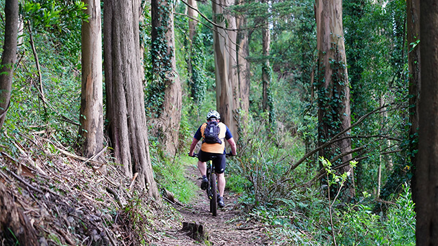 a mountain biker in blue and orange gear is seen from behind cycling along a dirt path surrounded by eucalyptus trees on San Francisco's Mount Sutro.