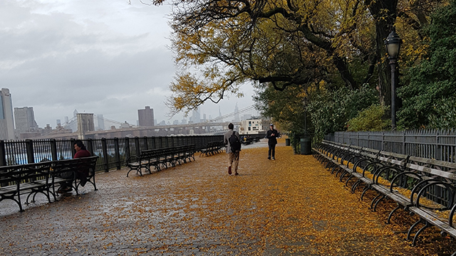 The brooklyn promenade in the fall, overlooking the Manhattan Skyline across the river