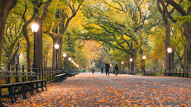 A pathway in New York City's central park, with a canopy of yellow leaves and fall leaves on the ground