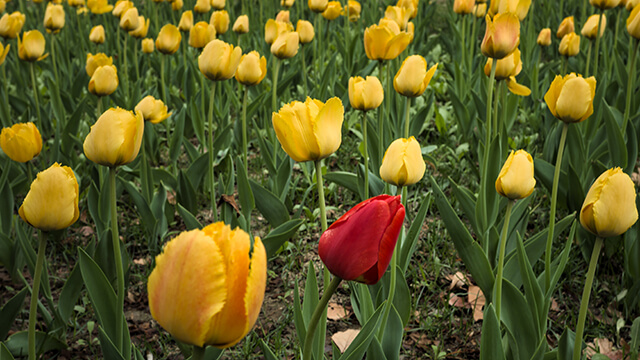 one red tulip in a field of yellow tulips