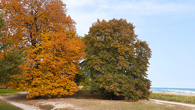 brightly colored autumn trees on the shore of Lake Michigan in Chicago