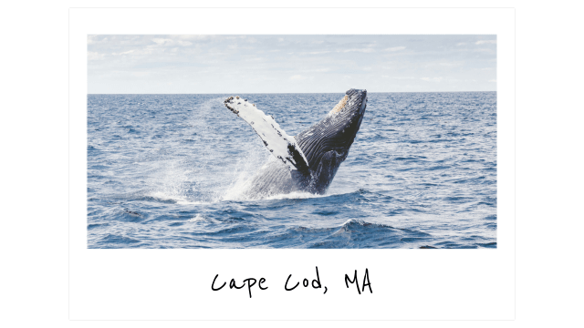 a polaroid photo of a breaching humpback whale